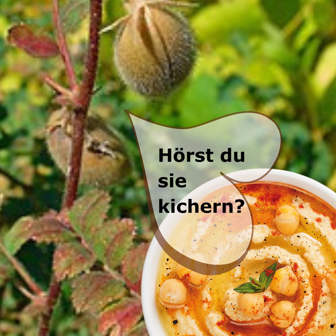Kannst du gar nicht!
Denn der Name dieser Erbse hat mit Kichern nichts zu tun. Das „Kichern“ stammt vom lateinischen Wort für Erbse: „cicer“ – und es waren wohl die Römer, die die „Erbseerbse“ zu uns brachten.
Bisher gab es für sie auf den bayerischen Anbauflächen und Tellern kaum etwas zum Kichern. Doch aktuell entwickeln sie sich zu wahren Teller-Trendsettern und ein paar mutige bayerische Landwirte in Unterfranken wagen den heimischen Anbau.
Die Kichererbse mag es nämlich warm und trocken – also eher römisch und orientalisch. Solche Standorte sind in Bayern allerdings kaum zu finden.
Auch wenn wir JooTi`s beim Gemüse so regional wie möglich sind – die bayerischen Kichererbsen haben es noch nicht in unseren köstlichen JooTi-Houmous geschafft. Der Preis der regionalen Kichererbsen spricht da ein ordentliches Wort mit, denn die heimischen Genüsse für Leib und Seele sind häufig (erheblich) teurer als die von weit her importierten.
Ehrlich gesagt: Preisgestaltung ist für uns Erzeuger in der Regel nicht zum Kichern – weder für die Landwirte noch für uns als Küche und Verarbeitungsbetrieb.
Warum? Die wahre Preisgestaltung geschieht im (Groß)Handel und in den (Kühl)Regalen der Lebensmittelmärkte.
Dann, wenn Kund*innen beim Einkauf auswählen und entscheiden: von weit her und günstiger oder regional und etwas teurer.
Vielleicht greifst du beim nächsten Einkauf zum Regionalen. Vielleicht bei jedem zweiten Einkauf.
Dann haben wir in Zukunft alle viel mehr Gelegenheiten zum Kichern!
Du beim Houmous-Löffeln, wir beim Kochen und die Landwirte beim Anbauen.
Auch wir JooTi`s sind übrigens bayrisch regional! Unsere Küche ist in Unterbrunn bei Gauting - südwestlich von München.
Unser Dankeschön schon mal vorab an dich ... ;-o))
#vegan #vegansofig #vegansalad #veganfood #veganfoodporn #vegetarianfood #kochenohnetiere #vegansofinstagramm #vegandeutschland #vegankochen #veganfoodlover #kochenohneknochen #suppe #suppen #bio #vegandeutsch #biomarkt #bioprodukte #veganfortheplanet #veganforlife #veganuary #regional #biovegan #fertiggericht