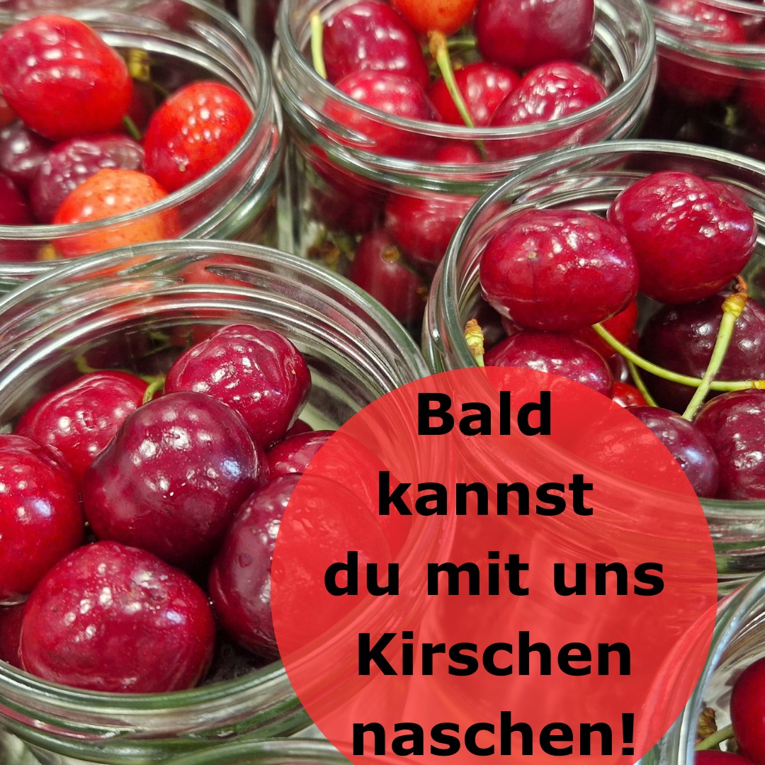 Mit uns ist auch gut Kirschen essen!
Voll und ganz, beste Bio-Qualität, sortiert, gewaschen, dann ab ins Glas.
Einkochen wie bei Oma: schonend erhitzt und langsam abgekühlt, damit die Kirschen nicht platzen und runzelig werden.
Wofür?
Lass` dich überraschen … 😍
#vegan #vegansofig #vegansalad #veganfood #veganfoodporn #vegetarianfood #kochenohnetiere #vegansofinstagramm #vegandeutschland #vegankochen #veganfoodlover #kochenohneknochen #suppe #suppen #bio #vegandeutsch #biomarkt #bioprodukte #veganfortheplanet #veganforlife